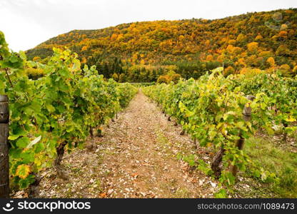 Vineyards in France, autumn, Drome, wine Clairette de Die