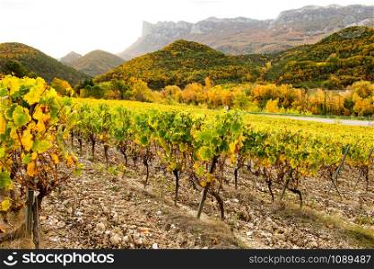 Vineyards in France, autumn, Drome, wine Clairette de Die