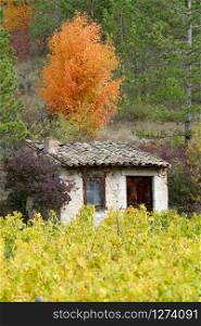 Vineyards in France, autumn, Drome, wine Clairette de Die