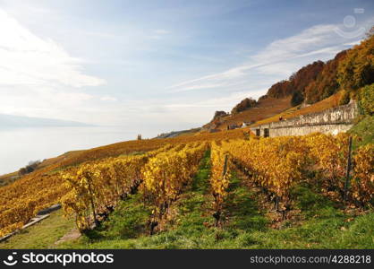 Vineyards in Lavaux region, Switzerland