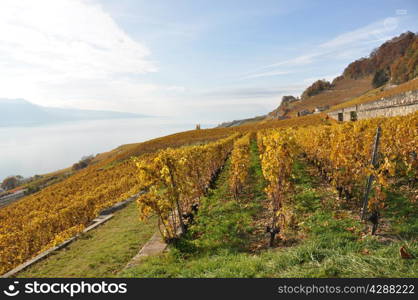 Vineyards in Lavaux region, Switzerland