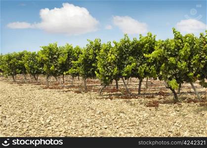 Vineyards in rows and blue sky.