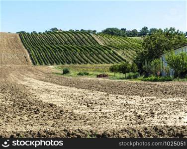 Vineyards in rows and Tilled ground soil. Vineyard farm landscape in Italy.