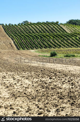 Vineyards in rows and Tilled ground soil. Vineyard farm landscape in Italy.