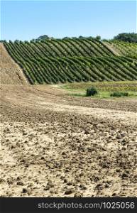 Vineyards in rows and Tilled ground soil. Vineyard farm landscape in Italy.