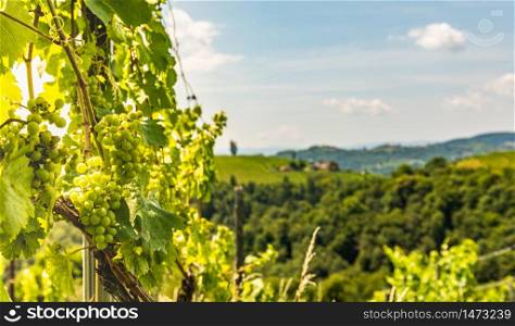 Vineyards in south styria in Austria. Landscape of Leibnitz area Crops of grapes in July. Tourist destination, Green hills of grape crops and mountains.. Vineyards in south styria in Austria. Landscape of Leibnitz area Crops of grapes in July.