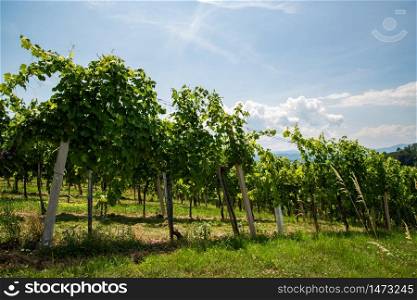 Vineyards in south styria in Austria. Landscape of Leibnitz area Crops of grapes in July. Tourist destination, Green hills of grape crops and mountains.. Vineyards in south styria in Austria. Landscape of Leibnitz area Crops of grapes in July.