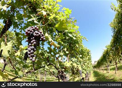 Vineyards in summer, in foreground red grape fruits, Piedmont hills, north Italy.