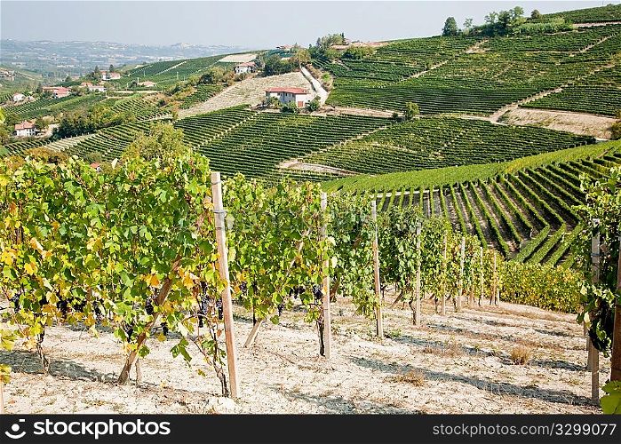 Vineyards in summer season, Langhe hills, Piedmont, north Italy, Europe.