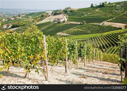 Vineyards in summer season, Langhe hills, Piedmont, north Italy, Europe.