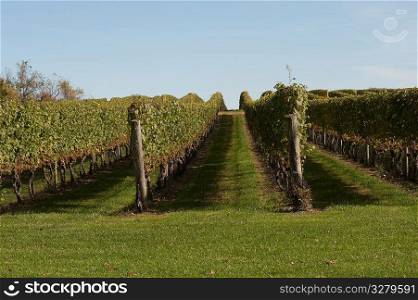 Vineyards in the Hamptons