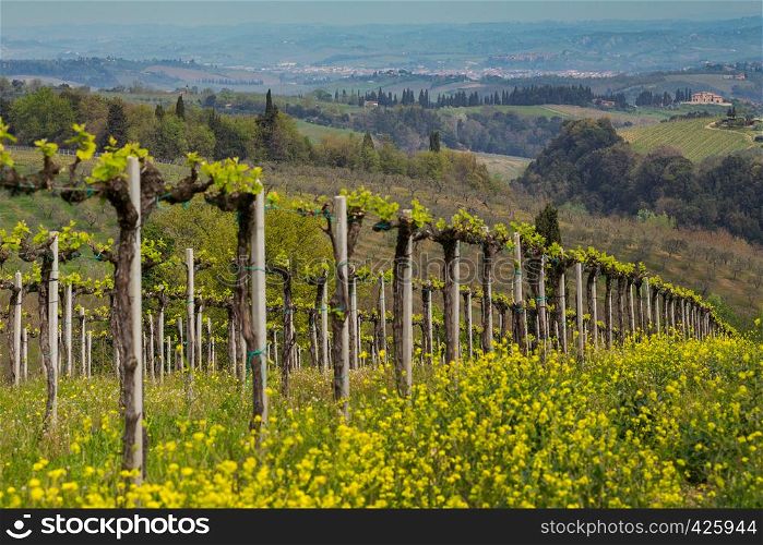 vineyards in the hills of Tuscany in spring and typical Tuscan landscape in the background, Italy