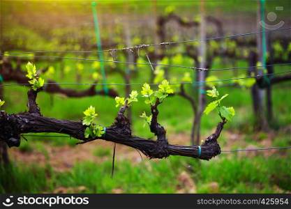 vineyards in the hills of Tuscany in spring close-up, Italy