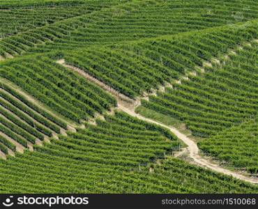 Vineyards in the Langhe near Barbaresco and Alba, Cuneo, Piedmont, Italy, at summer