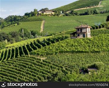 Vineyards in the Langhe near Barolo and Alba, Cuneo, Piedmont, Italy, at summer