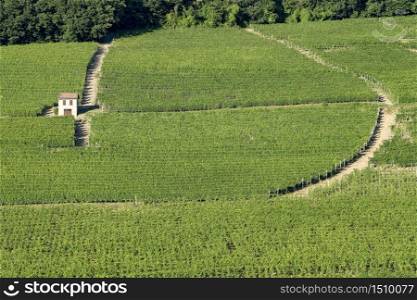Vineyards in the Langhe near Barolo and Alba, Cuneo, Piedmont, Italy, at summer