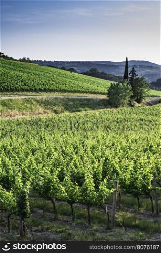Vineyards in Tuscany. Farm house.