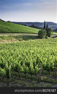 Vineyards in Tuscany. Farm house.