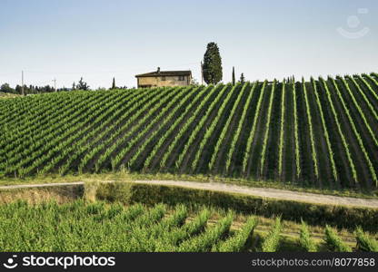 Vineyards in Tuscany. Farm house.