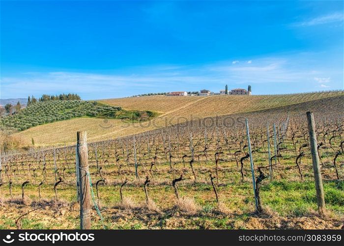 Vineyards in Tuscany Italy. Province of Siena.
