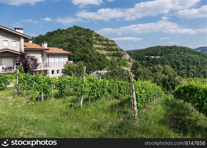 Vineyards in Tuscany of Italy