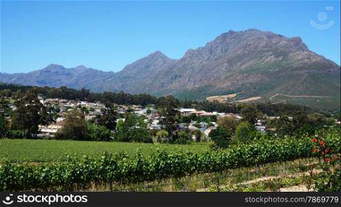 Vineyards in Western Cape, South Africa