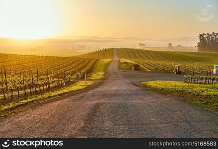 Vineyards landscape at sunrise in California, USA