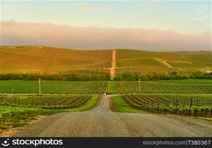 Vineyards landscape at sunrise in California, USA