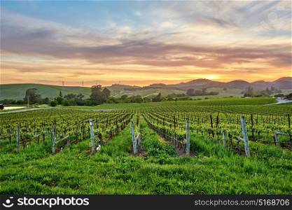 Vineyards landscape at sunset in California, USA