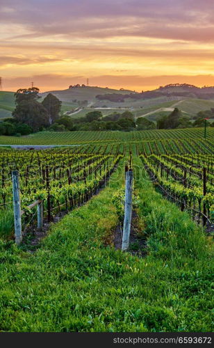 Vineyards landscape at sunset in California, USA