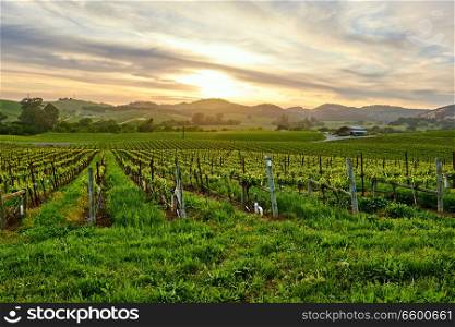 Vineyards landscape at sunset in California, USA