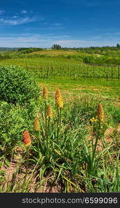 Vineyards landscape in California, USA