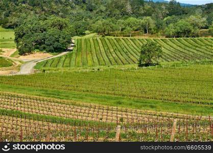 Vineyards landscape in California, USA