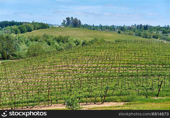 Vineyards landscape in California, USA
