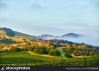 Vineyards landscape in California, USA