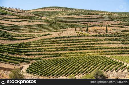 Vineyards line the hillsides of the river Douro in Portugal in the major port wine district of Barca d&rsquo; Alva. Terraced rows of vines in vineyards by river Douro in Portugal
