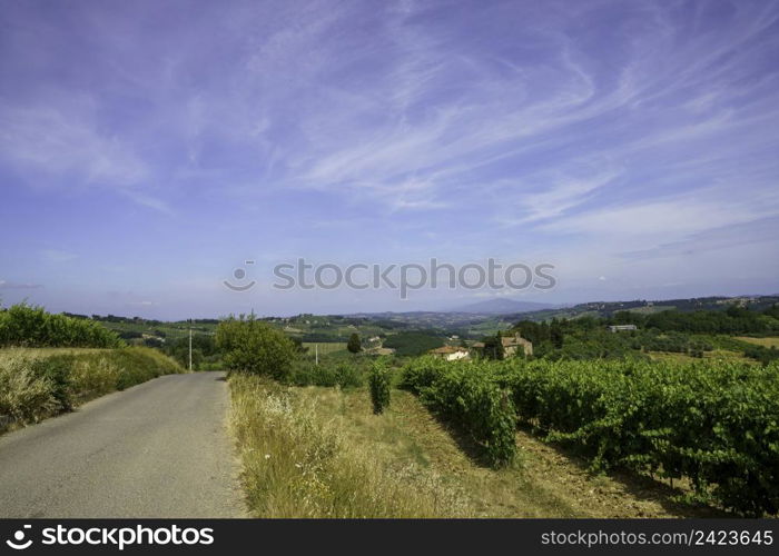 Vineyards of Chianti in Firenze province, Tuscany, Italy, at summer