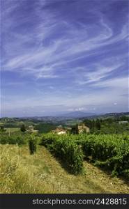 Vineyards of Chianti in Firenze province, Tuscany, Italy, at summer