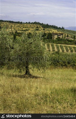 Vineyards of Chianti in Firenze province, Tuscany, Italy, at summer