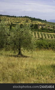 Vineyards of Chianti in Firenze province, Tuscany, Italy, at summer