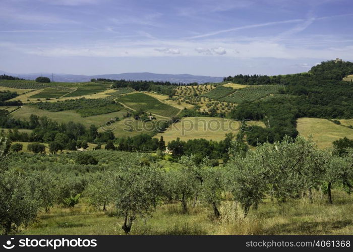 Vineyards of Chianti in Firenze province, Tuscany, Italy, at summer