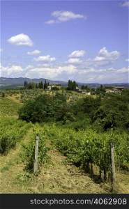 Vineyards of Chianti near Siena, Tuscany, Italy, at summer