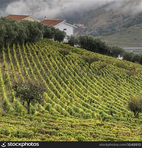 Vineyards of the River Douro region in Portugal. Viticulture in the Portuguese village