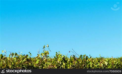 Vineyards of Tuscany on blue sky background.. Autumn country landscape, agriculture and nature concept. Copy space.. Vineyards of Tuscany on blue sky background.