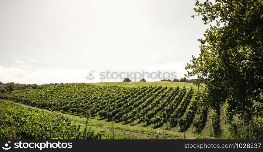 Vineyards on hill in a row. Winery in valley.