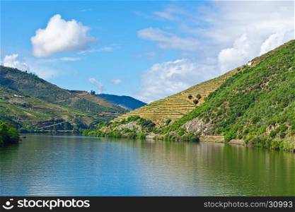 Vineyards on the Banks of the River Douro in Portugal