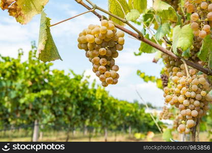 Vineyards on the field. Grapes with vine and leaves in sunny weather.