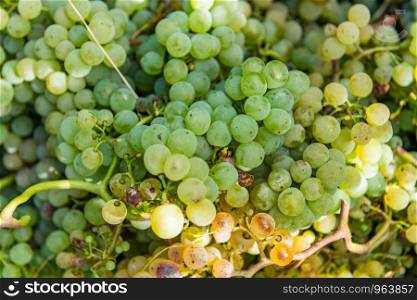 Vineyards on the field. Grapes with vine and leaves in sunny weather.