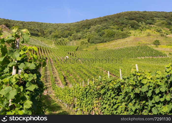 Vineyards on the Mosel in summer.. Vineyards on the Mosel in summer