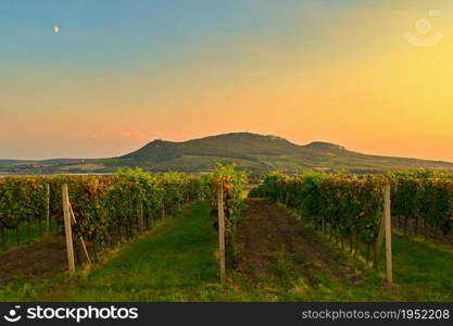 Vineyards - Palava region. South Moravia, Czech Republic.